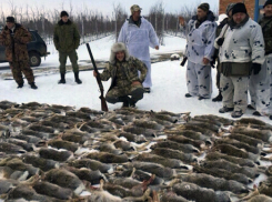 “Царское” побоище зайцев чиновниками покрывают на Кубани