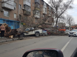 В Ростове рухнувшее на несколько машин дерево спровоцировало пробку