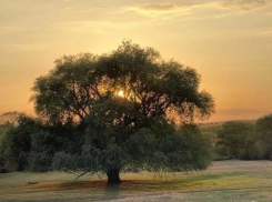 «Бабушка Ива» из Ростовской области стала главным деревом России