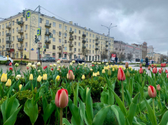 Более 120 тысяч тюльпанов высадят осенью в Ростове-на-Дону