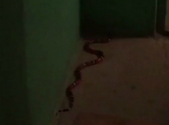 Ползающий по подъезду Ростова «страшно красивый» ядовитый змей «атаковал» жильца на видео