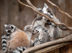 В ростовском зоопарке рассказали о показательных кормлениях рогатых воронов, лемуров и сурикатов