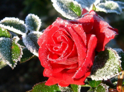 Заморозки в воздухе и на поверхности почвы ударят по Ростовской области, - МЧС