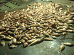 В Ростовской области запрещенным тралом браконьеры безжалостно уничтожили рыбу