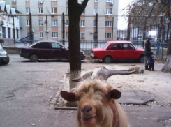 Видео: В Ростове по рынку бродит большой козел