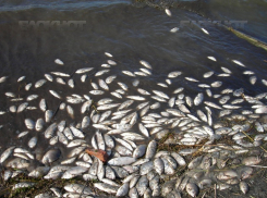 Рыба в реке Кадамовка погибла из-за кислородного голодания