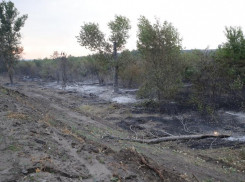 Лесной пожар в Ростовской области локализовали на площади в 311 га