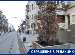 В Ростове Станиславского озеленили засохшими туями