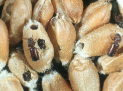 В полях Ростовской области обнаружили особо опасную вредную черепашку