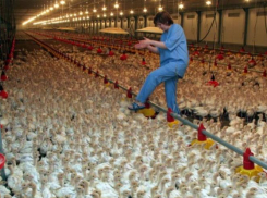 В мае начнет работу одна из площадок «Евродона» в Ростовской области