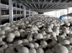 В Ростовской области за 170 млн рублей выставили на продажу ферму по производству шампиньонов