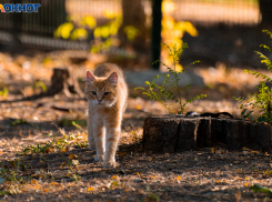 В среду воздух прогреется до +34 градусов в Ростове