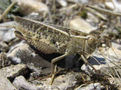 На полях в Ростовской области обнаружили личинки мароккской саранчи