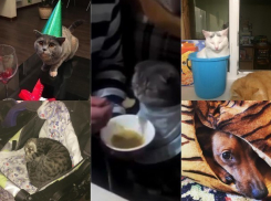 Топ-5 командующих своими хозяевами четвероногих пушистиков Ростова