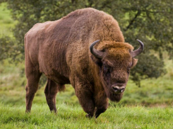 В Ростовскую область переселят зубров