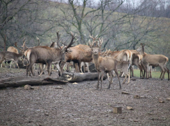 В 2023 году в Ростовской области на волю выпустили 14 800 животных