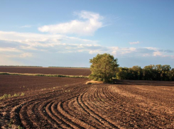 Четыре компании из Ростовской области вошли в число крупнейших землевладельцев России