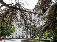 Засохшие на корню сосны у входа в правительство области назвали ростовчане городским позором