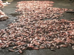 В Ростовской области задержали браконьеров с уловом на 4 млн рублей