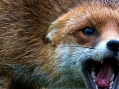 В Ростовской области бешеная лиса пробралась на стройку