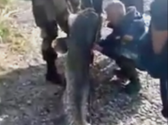 Гигантского сома поймали и сняли на видео рыбаки в Ростове