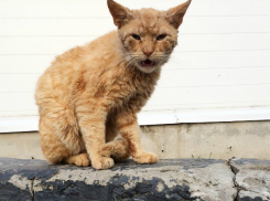 Свирепый Шнур в Ростове вызвал ироничный смех и жалость у горожан