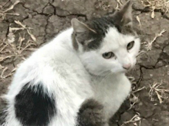 «Раскрашенный» к ЧМ под футбольный мяч котейка во дворе Ростова рассмешил горожан