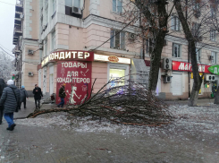 С начала недели в Ростове упало более 289 деревьев из-за обледенения 