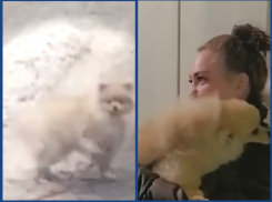 Глупый, но хорошенький шпиц потерялся на трассе М-4 «Дон»