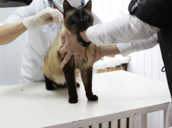 В Ростовской области 27 мая пройдет день льготной стерилизации домашних животных