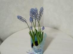 Гадючий лук не для гадюк: как ростовчанам ухаживать за мускари дома