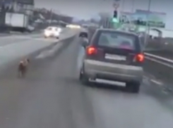 Выбросивших в лес собаку живодеров оправдали истинные очевидцы ситуации 