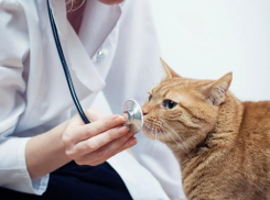 Календарь: международный день ветеринарного врача