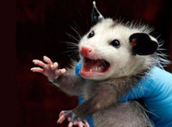 Бешеная мышь напала на жителя Ростовской области в собственном доме