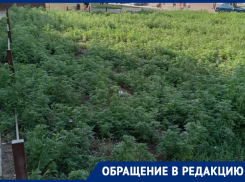 «Горе для аллергиков»: ростовчанин пожаловался на огромный заброшенный палисадник, который зарос амброзией