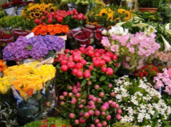 Рейд по цветочным рынкам Ростова провели сотрудники Россельхознадзора 