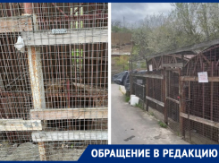 Состояние двух бурых медведей на территории отеля в Ростове пугает посетителей