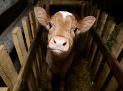 «Общение» с заразной лисой привело к гибели двух полугодовалых телят в Ростовской области