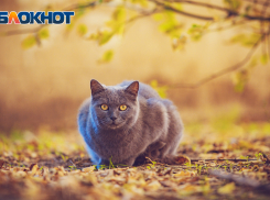 Синоптик рассказал о погоде в ноябре в Ростовской области