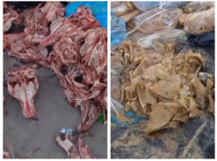 В Ростове на Левенцовке обнаружили свалку из останков животных