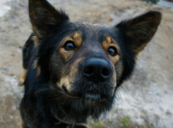 Свирепая дворняга атаковала ребенка в центре Ростова 