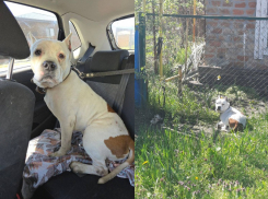 Преданный стаффорд едва не остался брошенным на произвол судьбы в Батайске