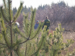В Ростовской области усилят охрану елок и сосен