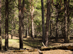 Жителям Ростовской области до середины августа запретили посещать леса