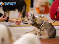 Льготную стерилизацию кошек и собак проведут в Ростовской области
