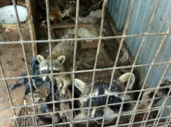 Рискующие умереть от голода медведь и еноты дерутся за хлеб в частном зоопарке Ростовской области