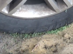 Сжирающие автомобили ростовчан вместе с колесами оголодавшие зеленые черви попали на видео