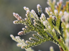 Синоптики пообещали Ростовской области заморозки до -8°