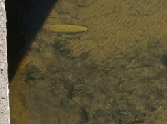 В Ростовской области в реке Тузлов нашли боеприпасы