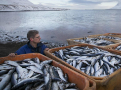 Санкционная исландская рыба не доплыла до прилавков магазинов Ростова